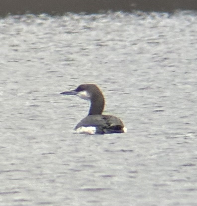 potáplice severní - ML645882675