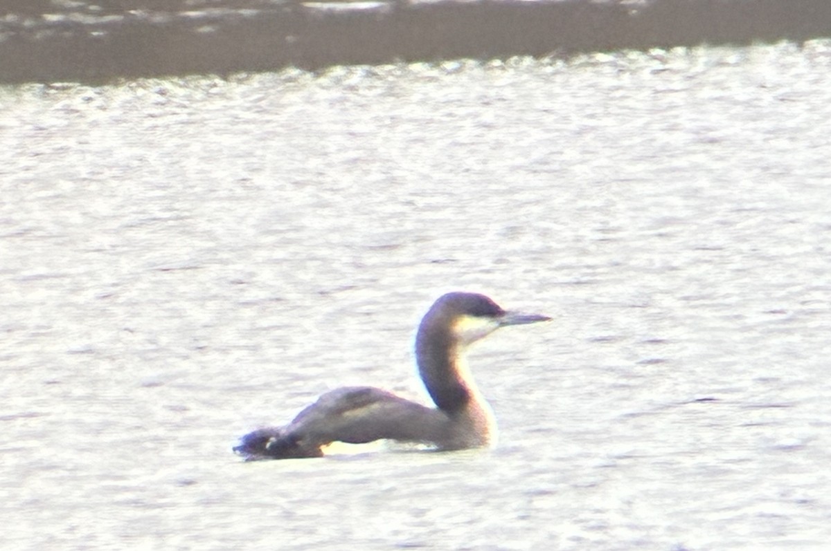 potáplice severní - ML645882676