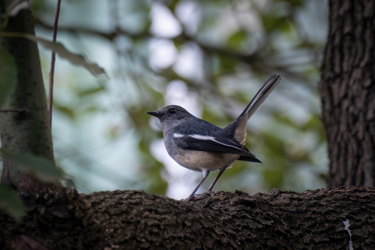 Oriental Magpie-Robin - ML645882678