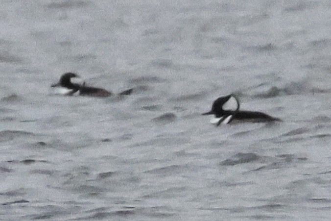 Hooded Merganser - ML645882680