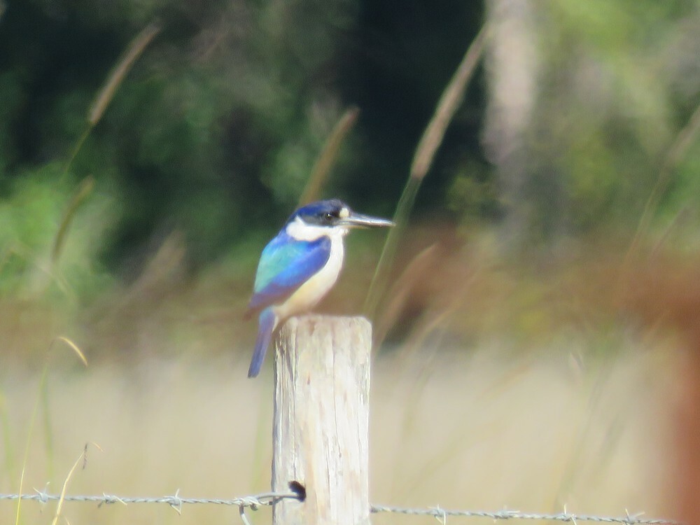 Forest Kingfisher - ML645882681
