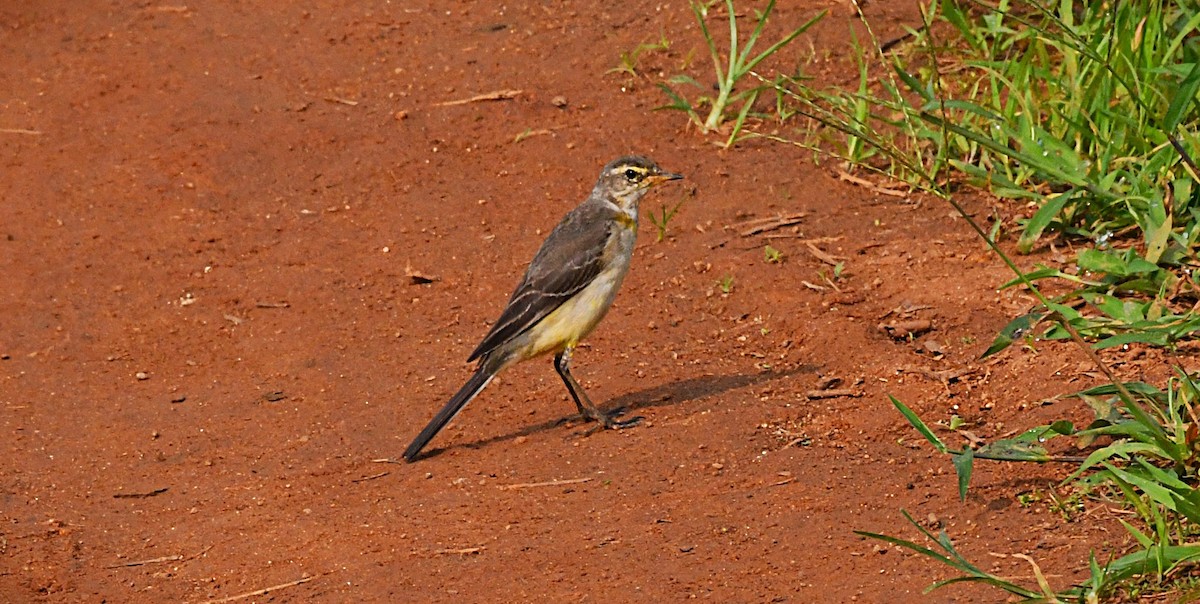 Schafstelze - ML645882685