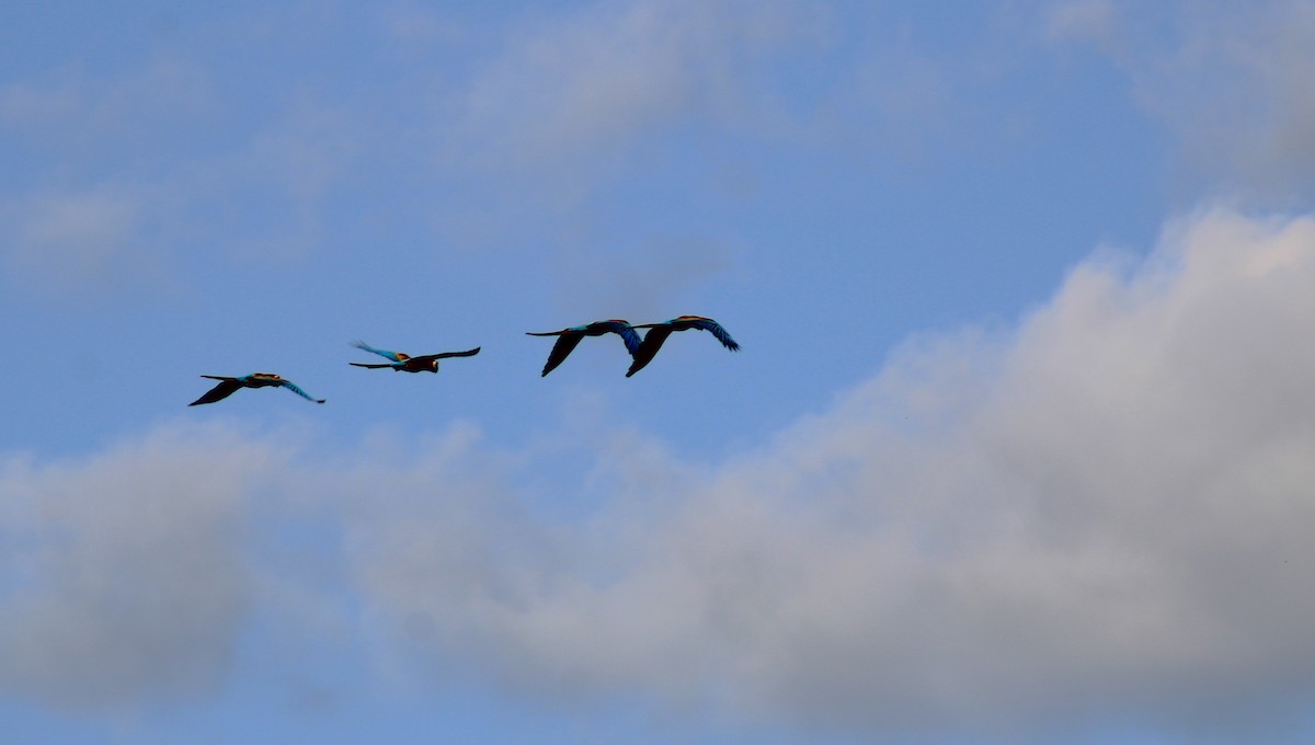 Scharlachara - ML645882686