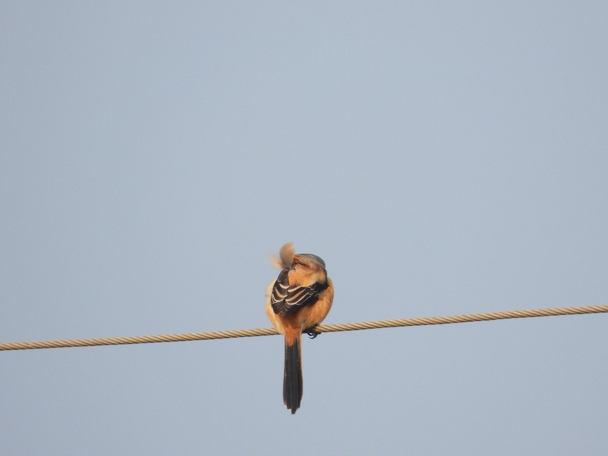 Schachwürger - ML645882689