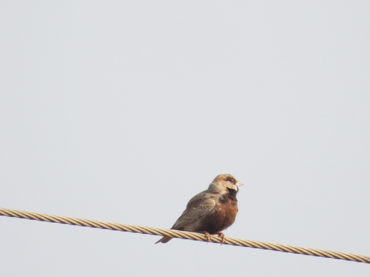 Grauscheitellerche - ML645882694