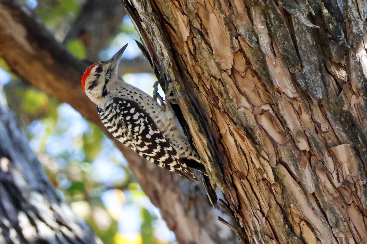 Texasspecht - ML645882697