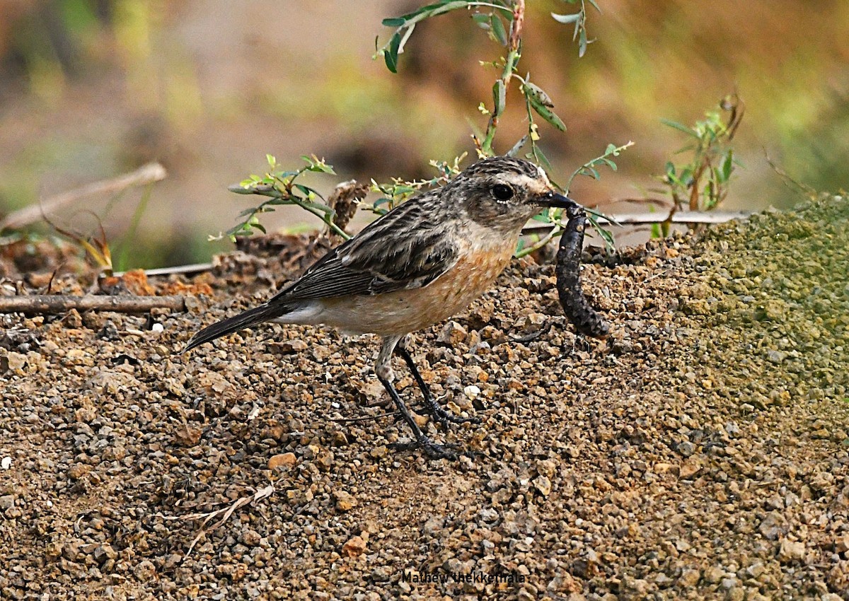 Pallasschwarzkehlchen - ML645882698