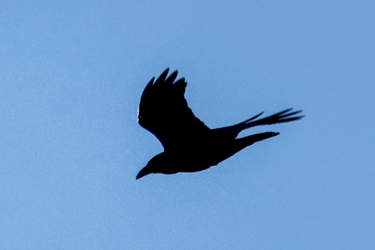 Rabe, unbestimmt - ML645882699