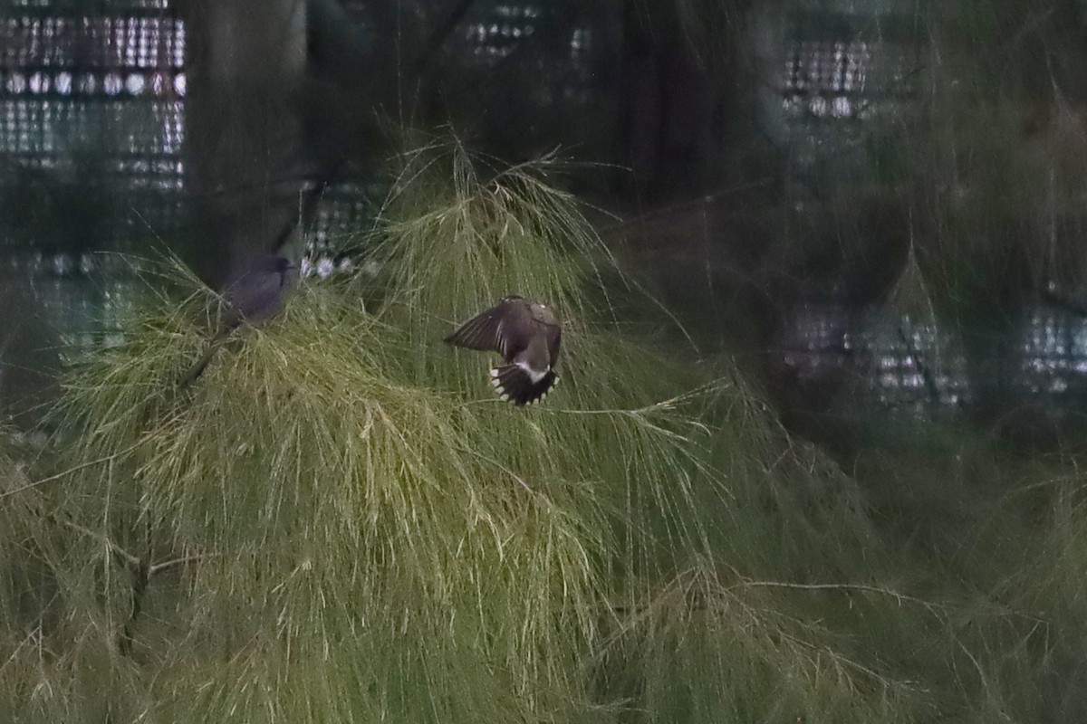 Weißwangenstar - ML645882701