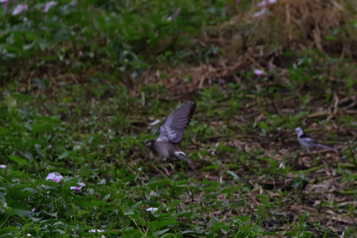 Weißwangenstar - ML645882702