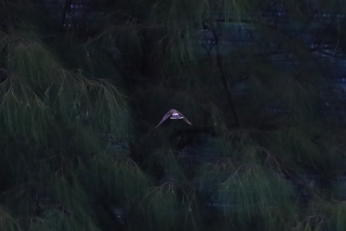 Weißwangenstar - ML645882703