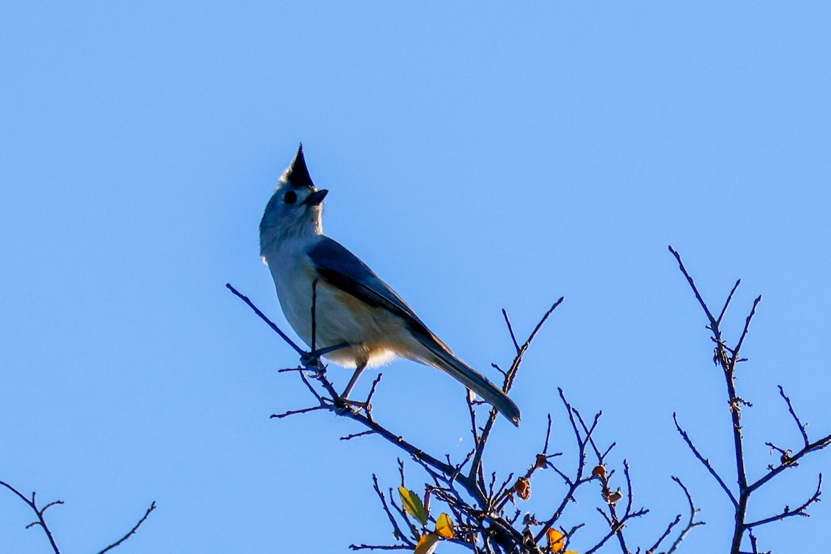 Black-crested Titmouse - ML645882704