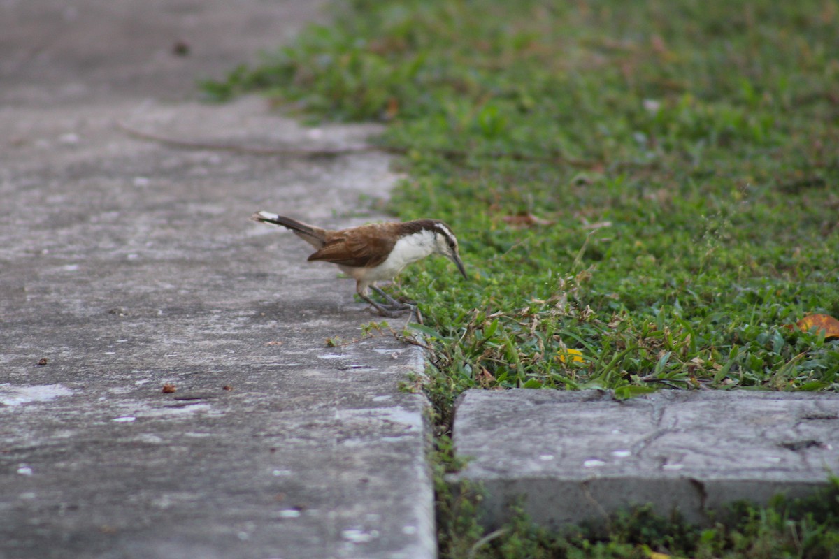 Bicolored Wren - ML645882706