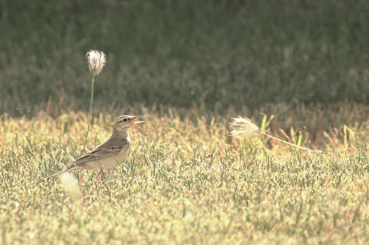 Tawny Pipit - ML645882707