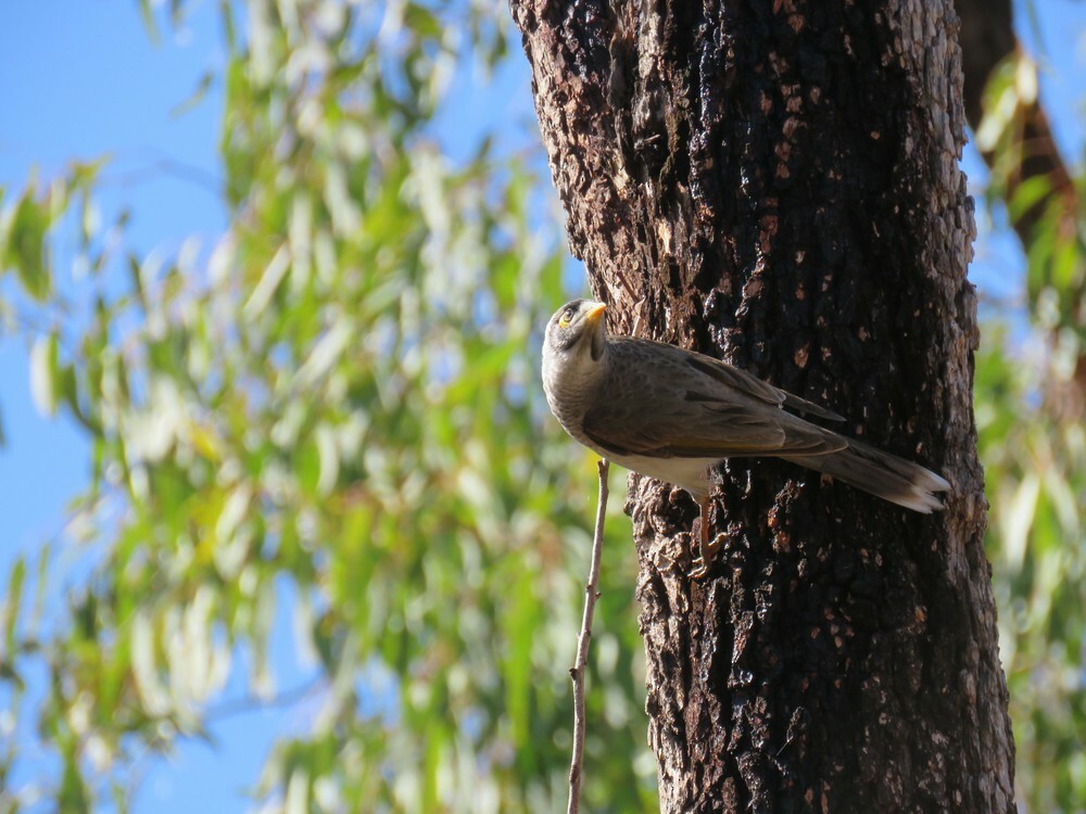 Noisy Miner - ML645882708