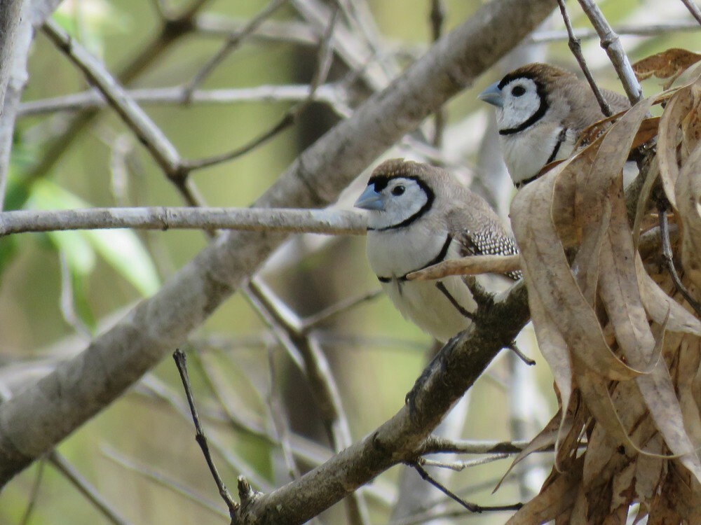 Double-barred Finch - ML645882709