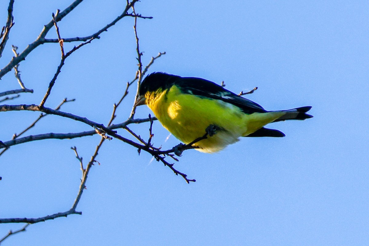 Lesser Goldfinch - ML645882710