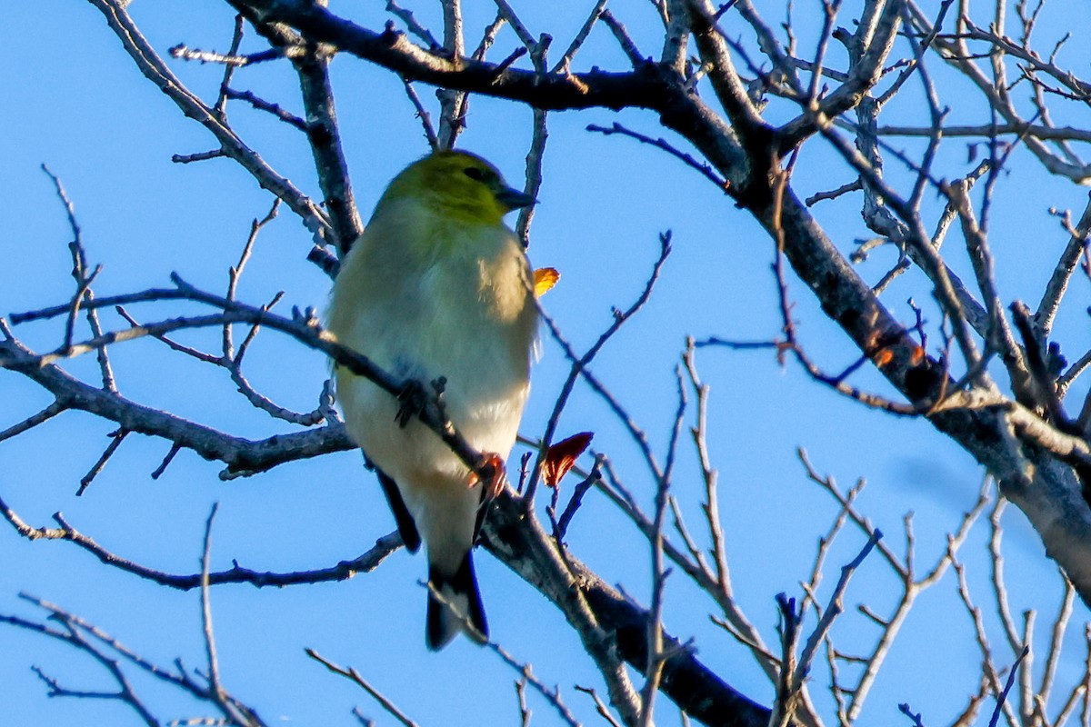 American Goldfinch - ML645882714