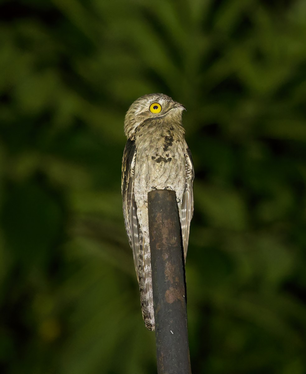Common Potoo - ML645882715