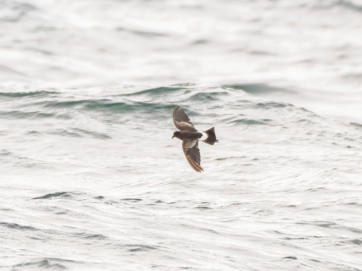 Wilson's Storm-Petrel - ML645882716
