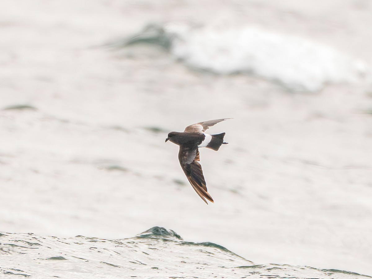 Wilson's Storm-Petrel - ML645882717