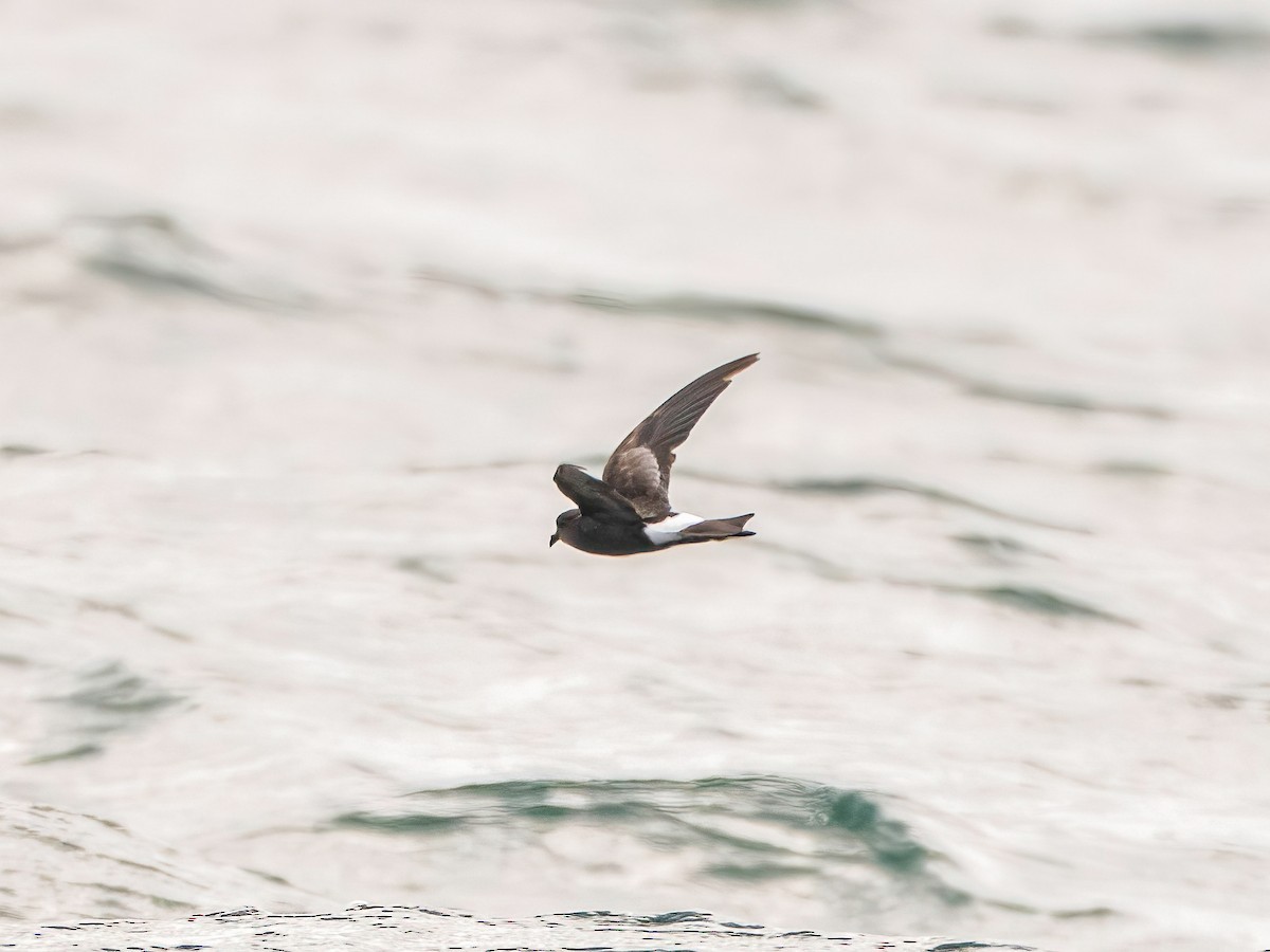 Wilson's Storm-Petrel - ML645882718