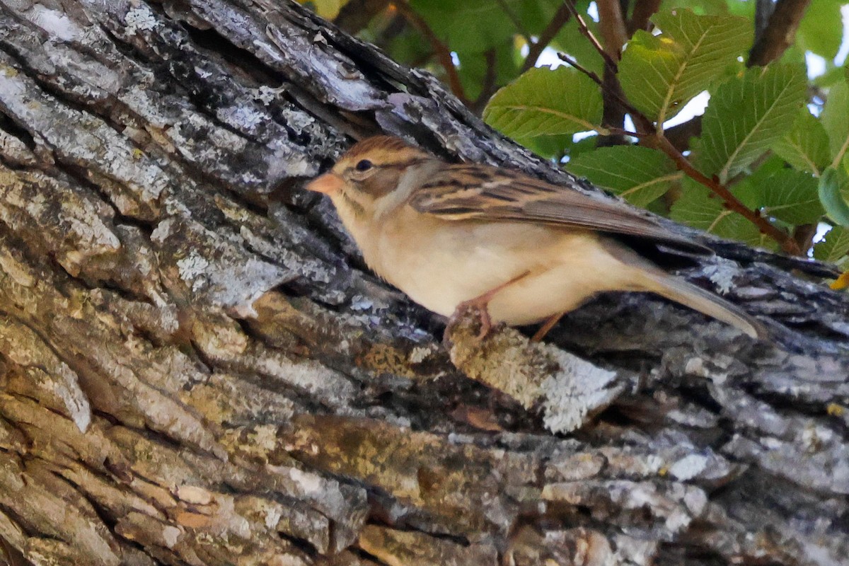Chipping Sparrow - ML645882719