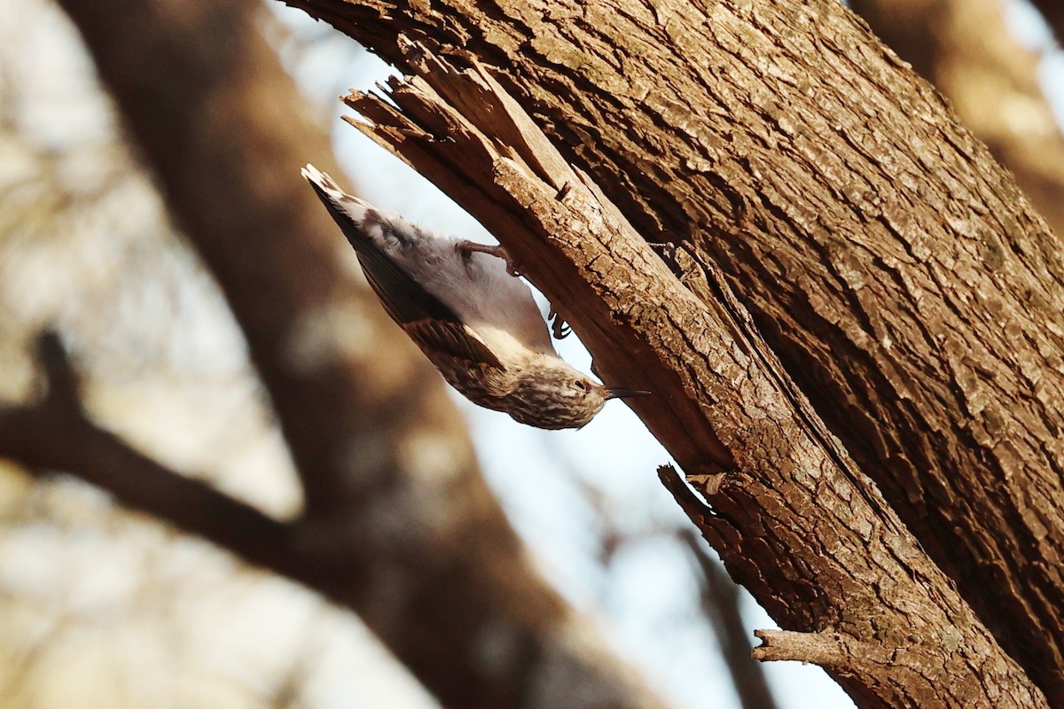 Varied Sittella - ML645882720