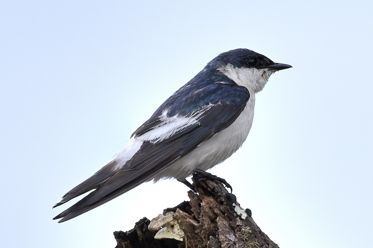 White-winged Swallow - ML645882721