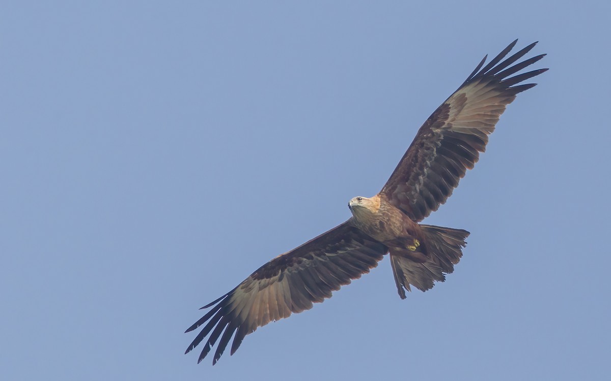 Brahminy Kite - ML645882723