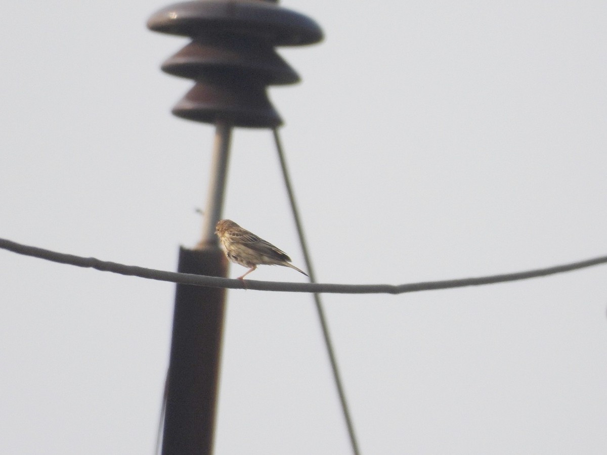 Tree Pipit - ML645882724