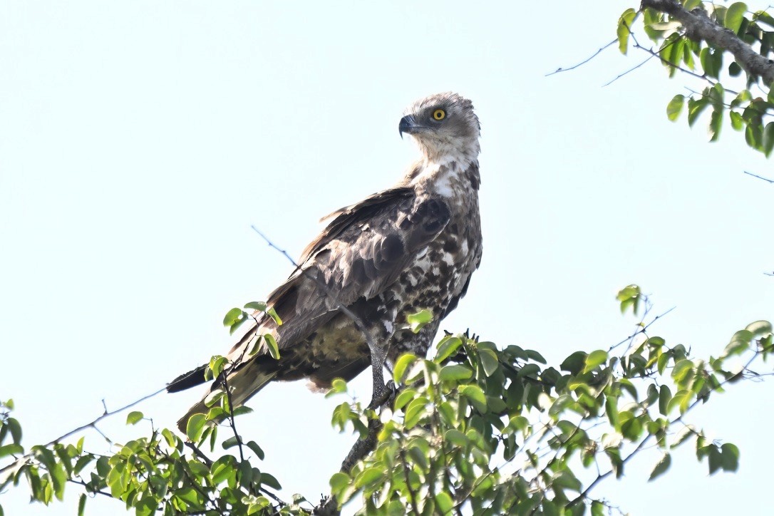 Brown Snake-Eagle - ML645882725
