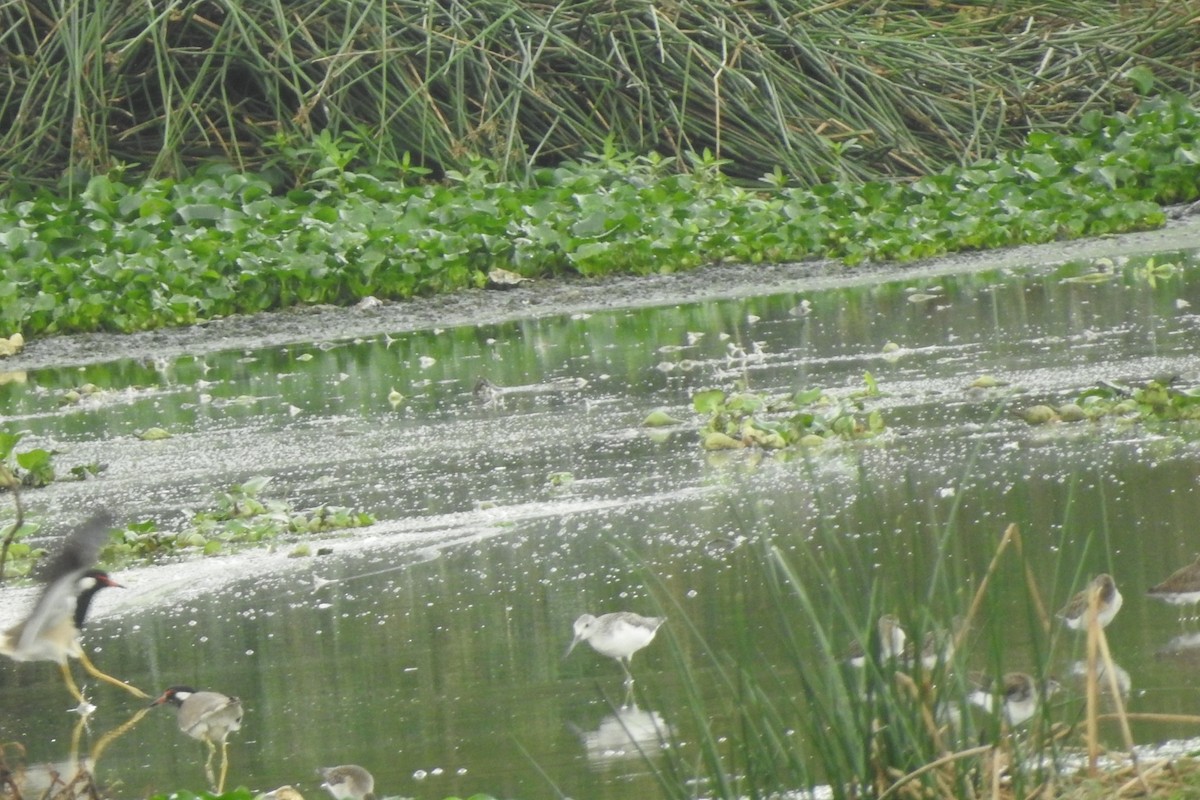 Common Greenshank - ML645882732