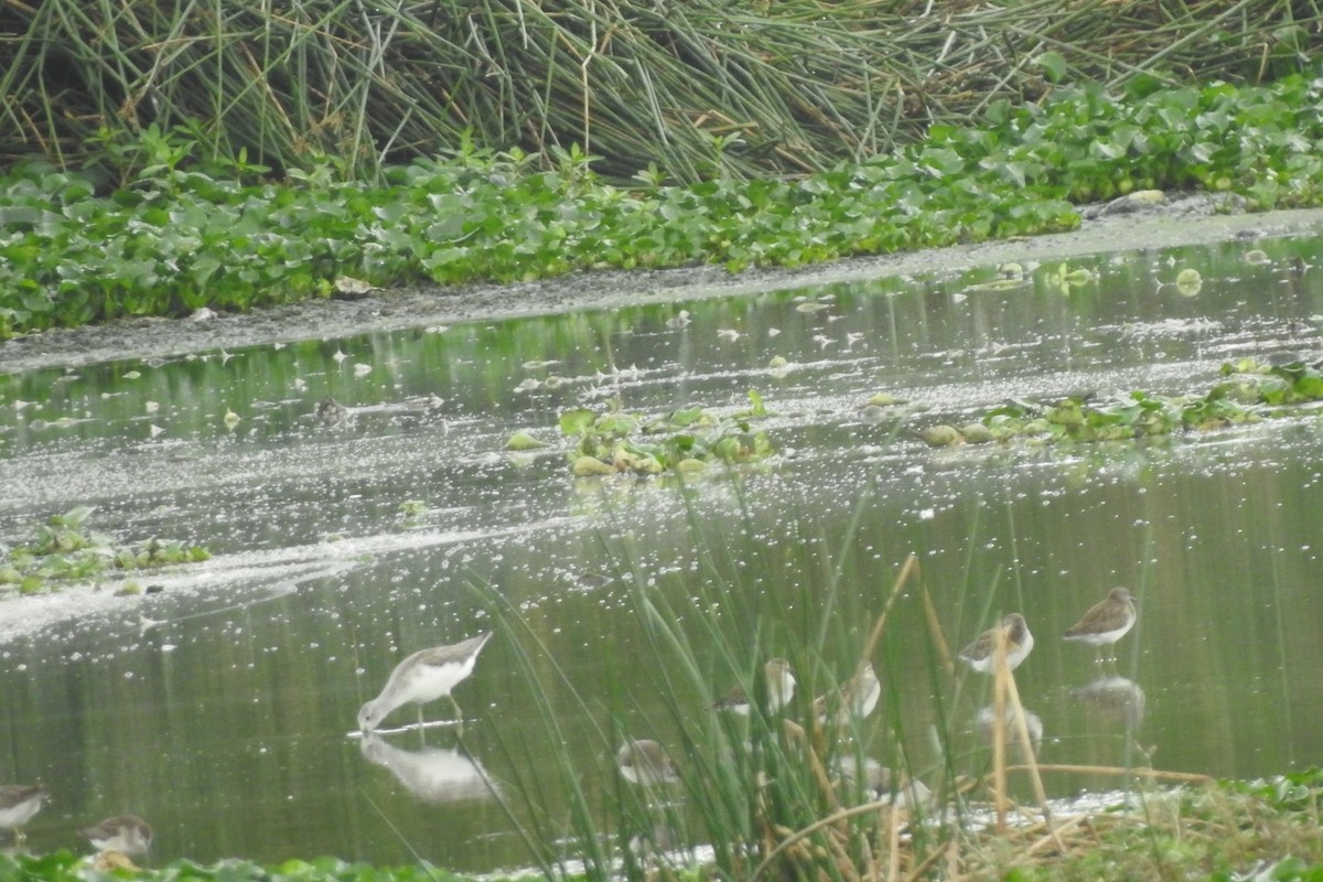 Common Greenshank - ML645882736