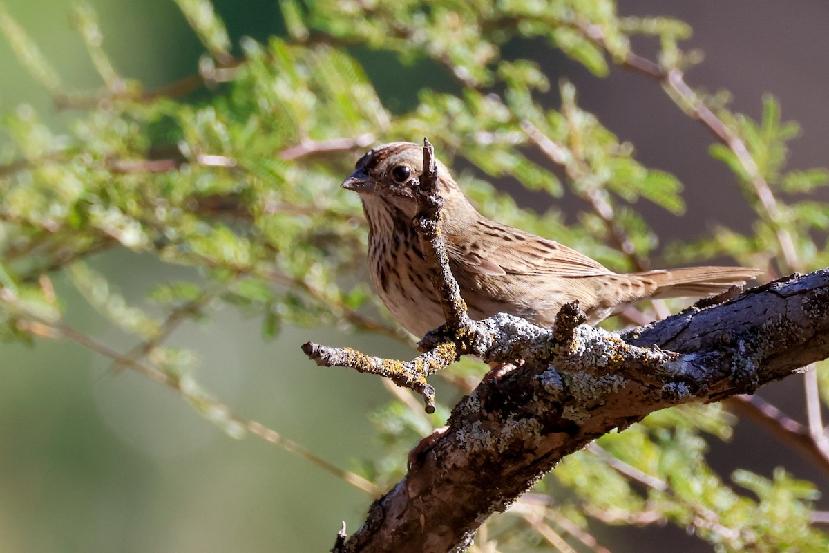 Lincoln's Sparrow - ML645882737