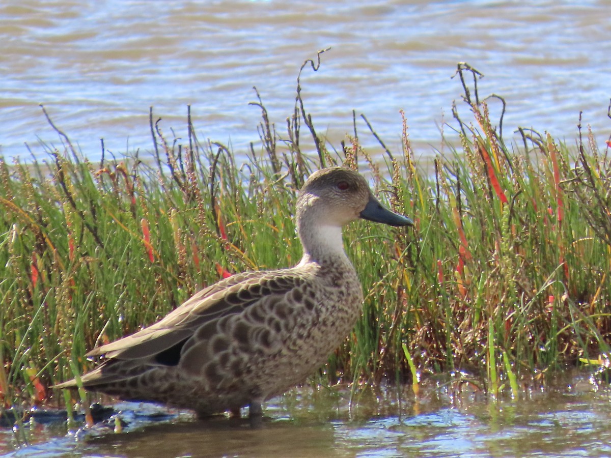 Gray Teal - ML645882738