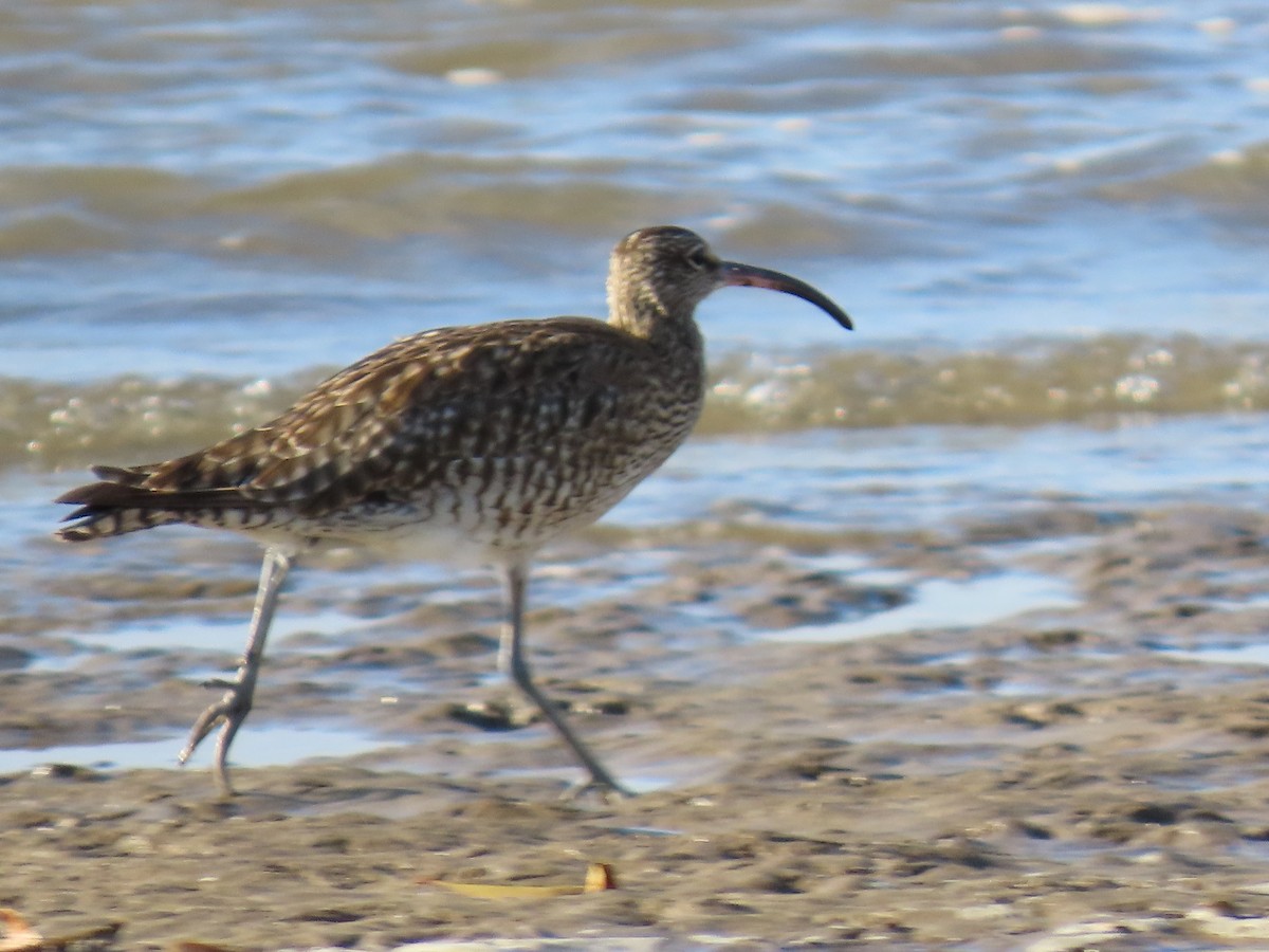 Eurasian Whimbrel - ML645882741