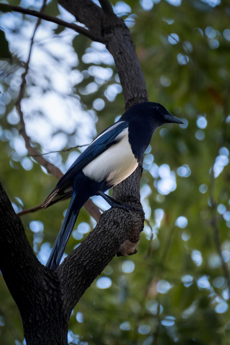 Oriental Magpie - ML645882742