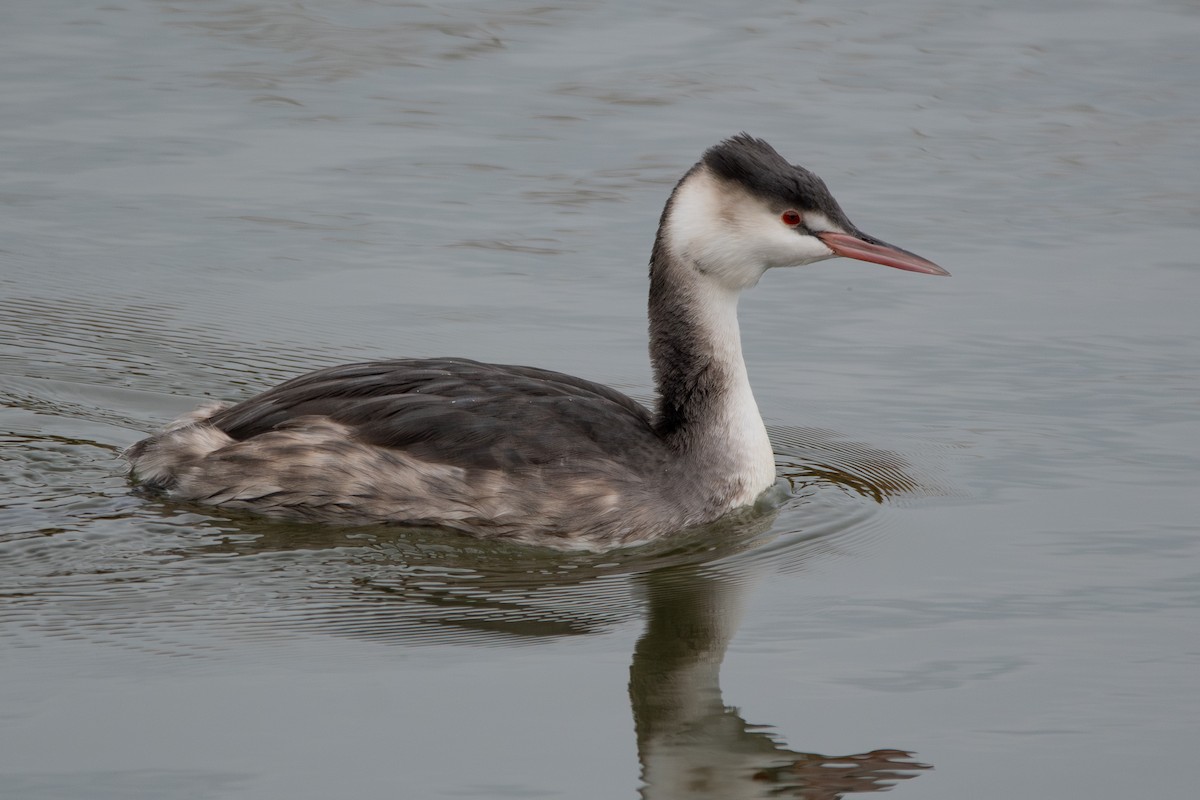Great Crested Grebe - ML645882744