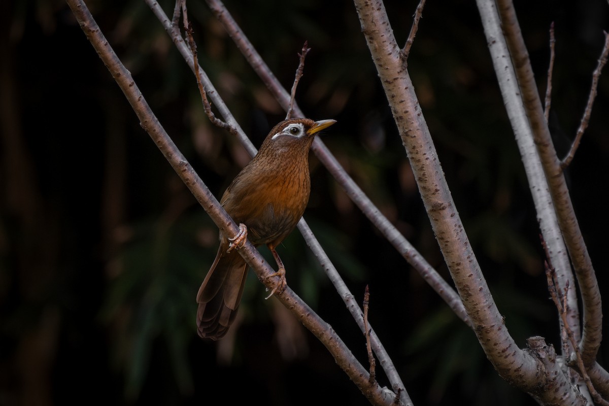 Chinese Hwamei - ML645882745