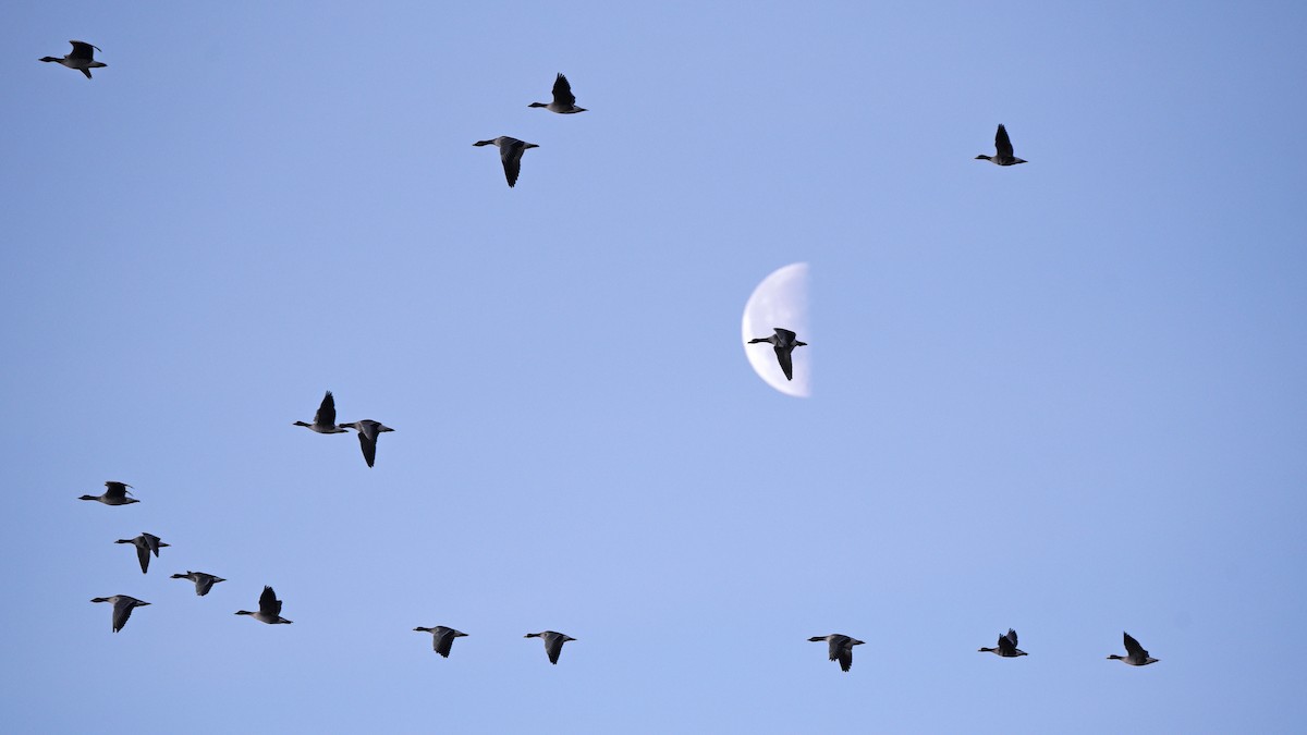 Greater White-fronted Goose - ML645882746