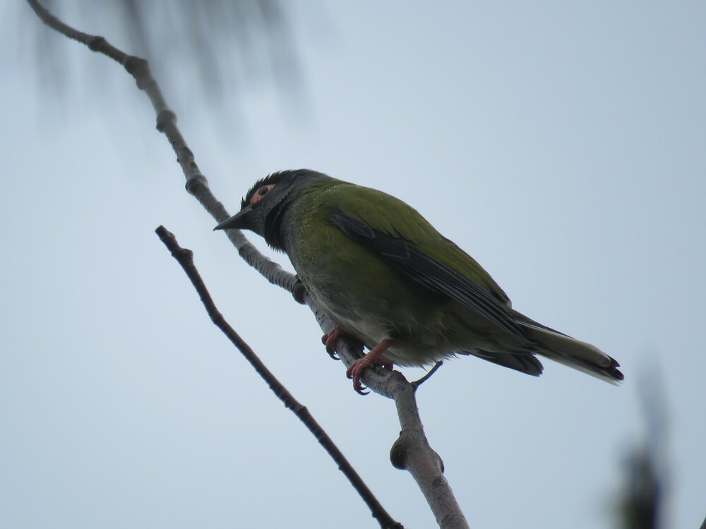 Australasian Figbird - ML645882747