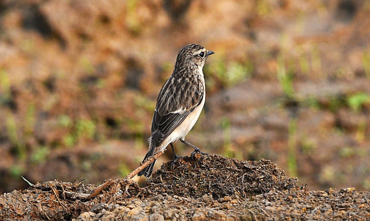 Siberian Stonechat - ML645882753