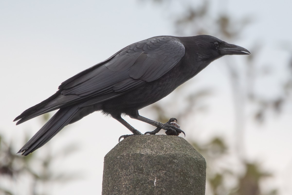 Carrion Crow - ML645882754