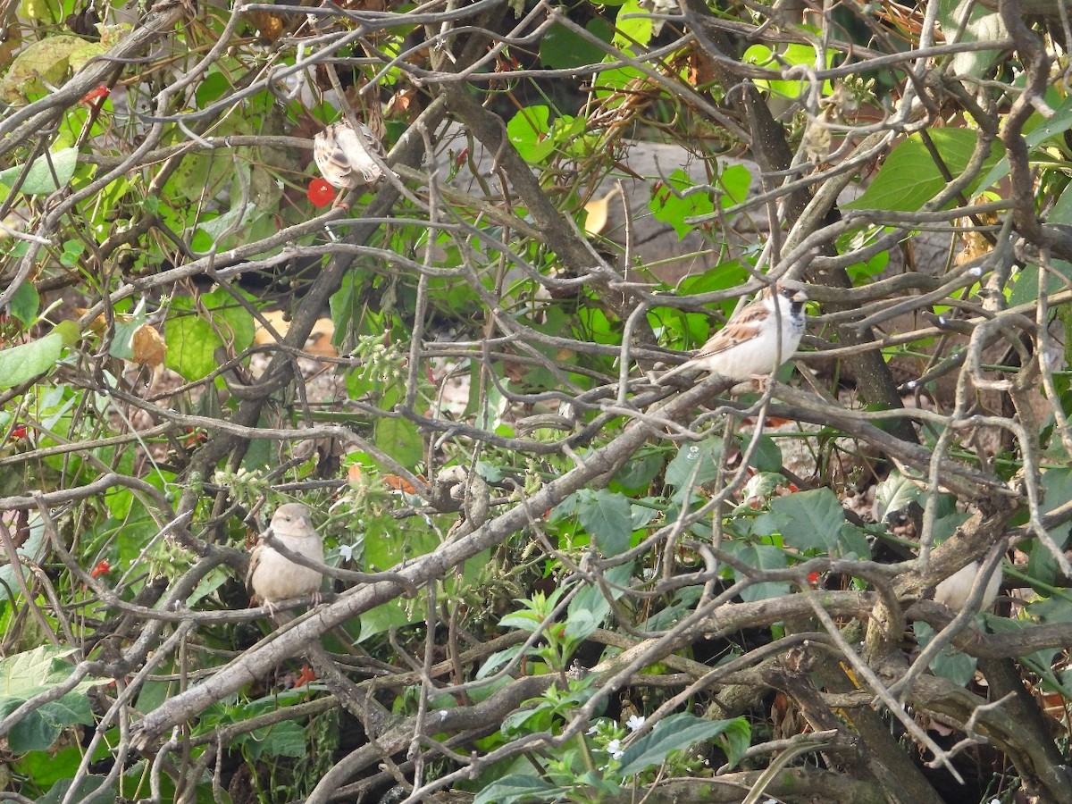 House Sparrow - ML645882757