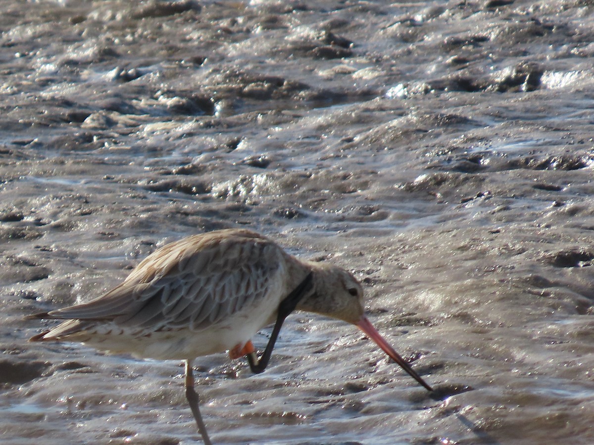 Bar-tailed Godwit - ML645882758