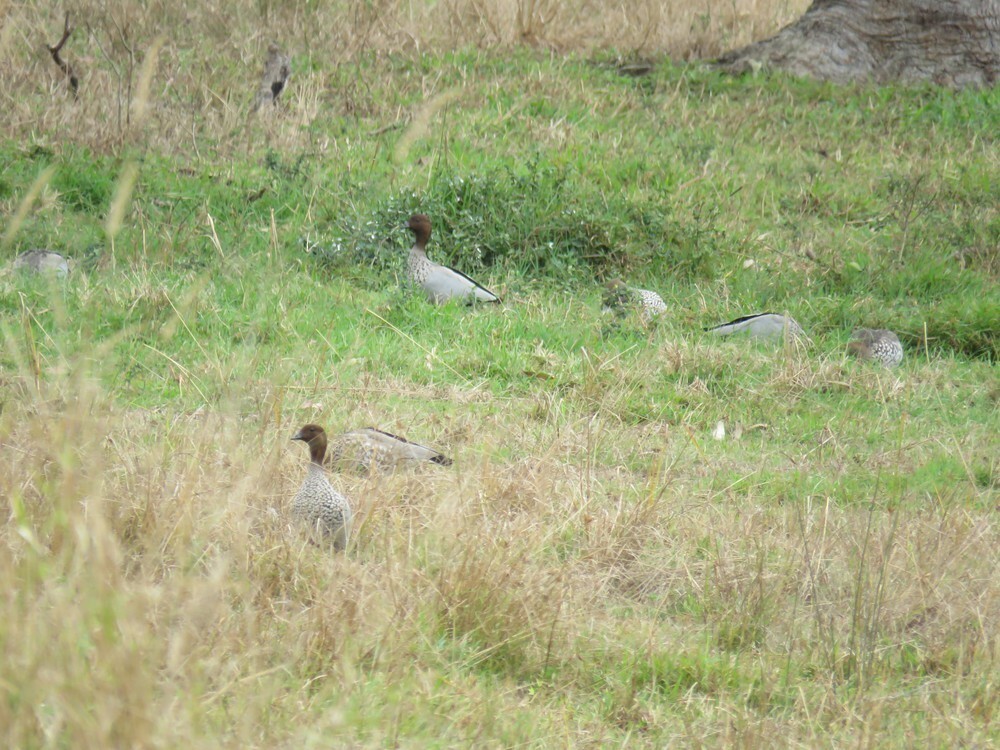 Maned Duck - ML645882759