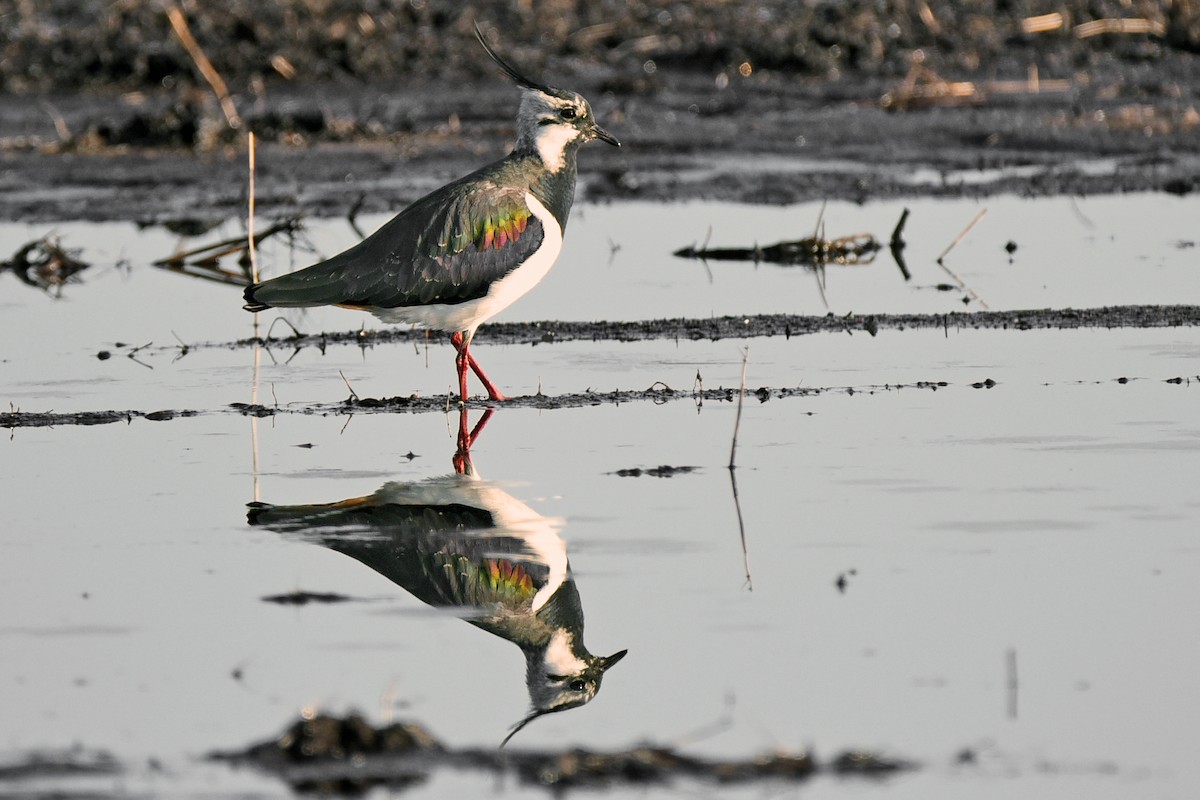 קיווית מצויצת - ML645882760