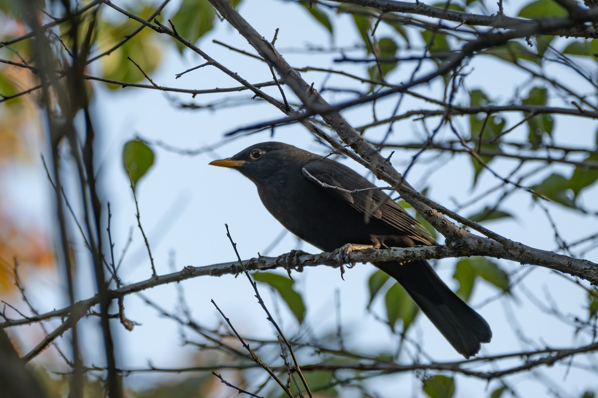 Chinese Blackbird - ML645882761
