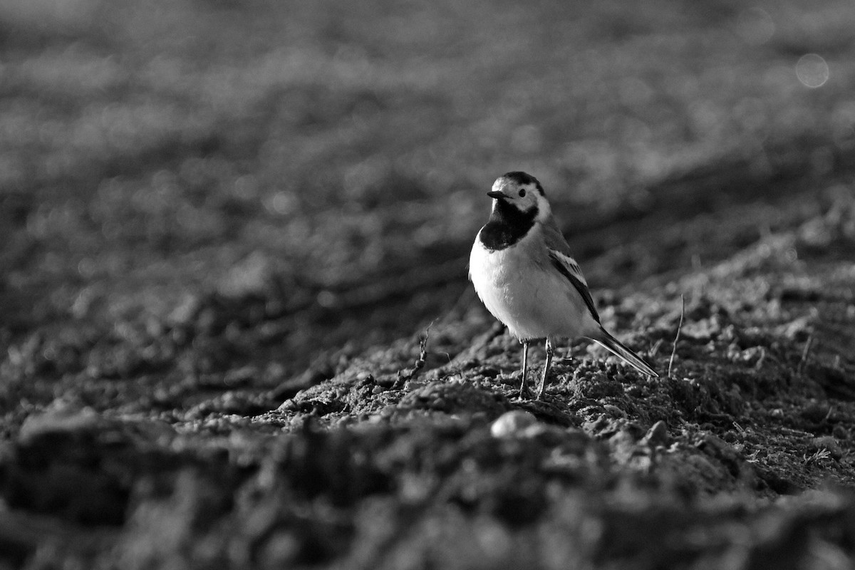 נחליאלי לבן - ML645882762
